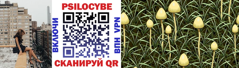 где купить наркотик  Алексеевка  hydra зеркало  Псилоцибиновые грибы Cubensis 